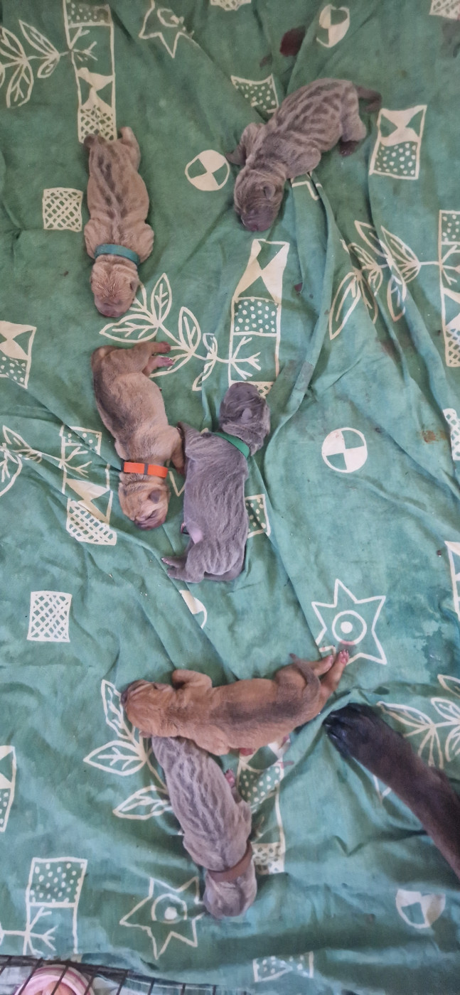 Nouvelle portée de 6 bébés à découvrir