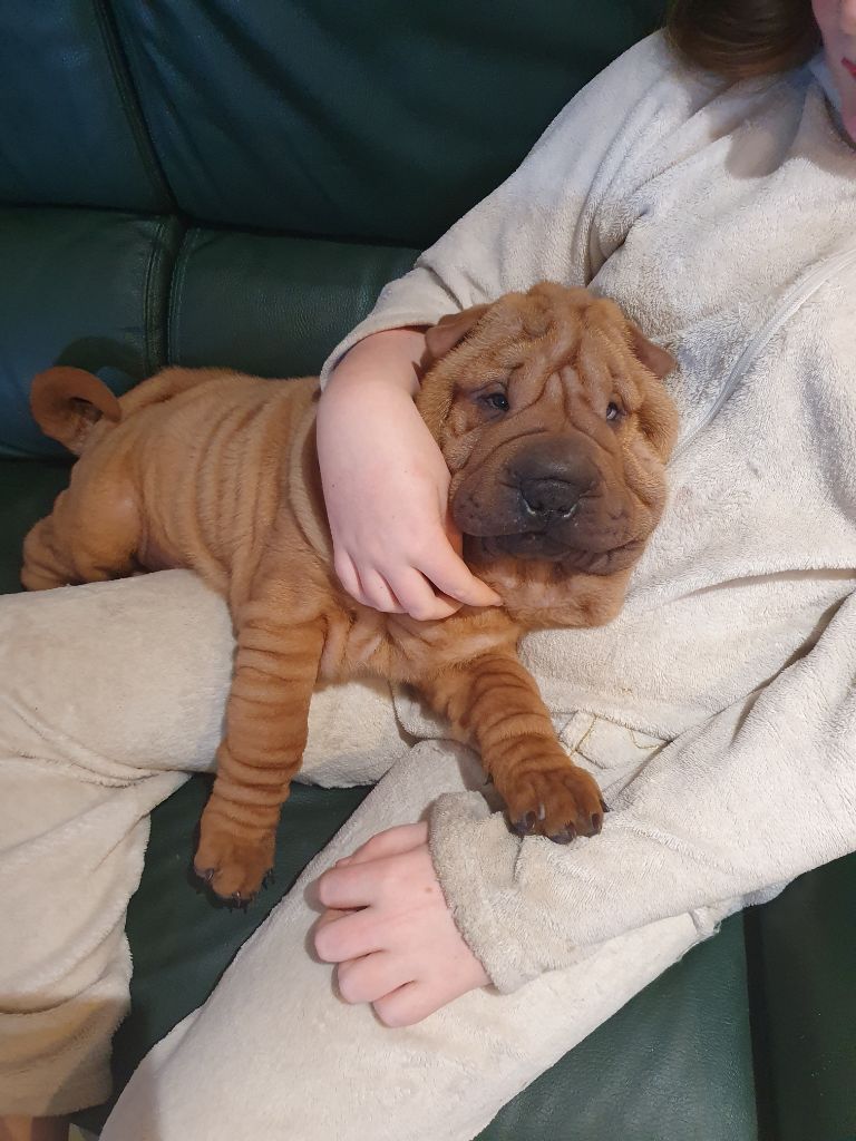 Séverine Robert - Shar Pei - Portée née le 09/10/2024