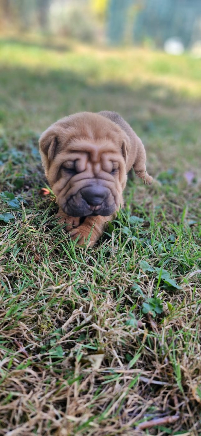 Séverine Robert - Chiots disponibles - Shar Pei
