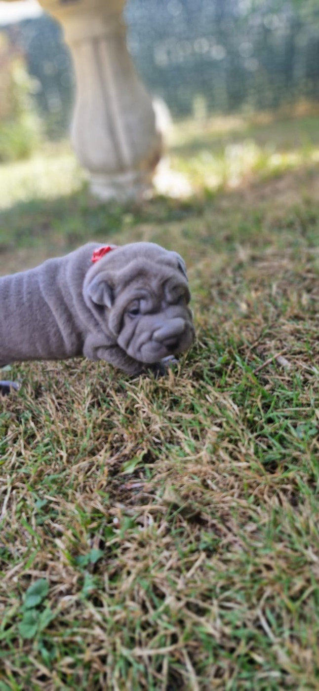 Séverine Robert - Chiots disponibles - Shar Pei