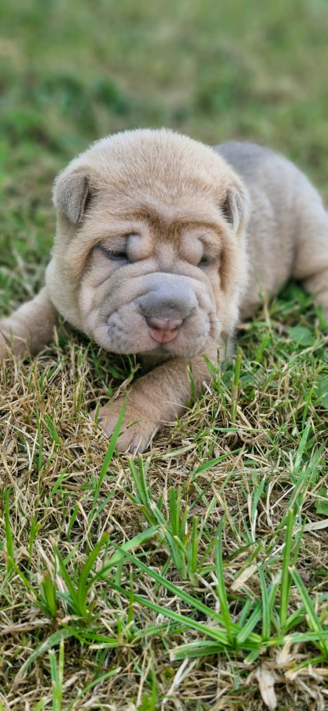 Séverine Robert - Chiots disponibles - Shar Pei