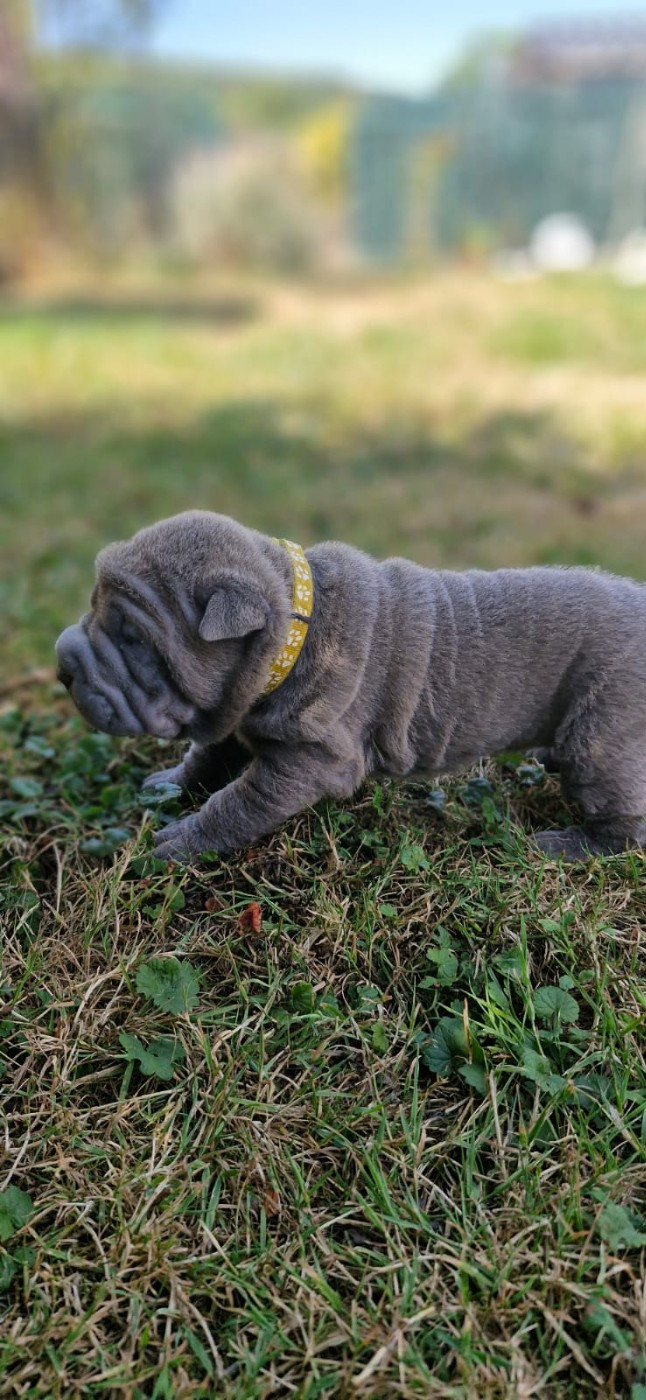 Séverine Robert - Chiots disponibles - Shar Pei