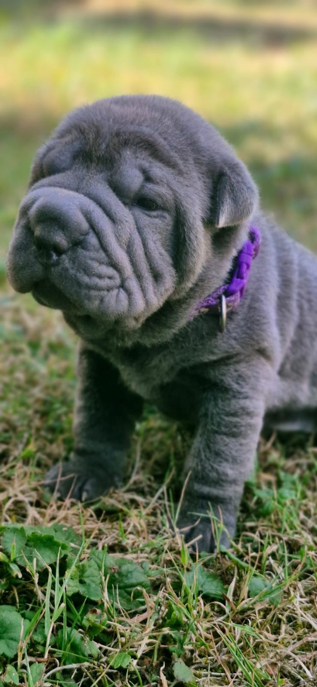 Séverine Robert - Chiots disponibles - Shar Pei
