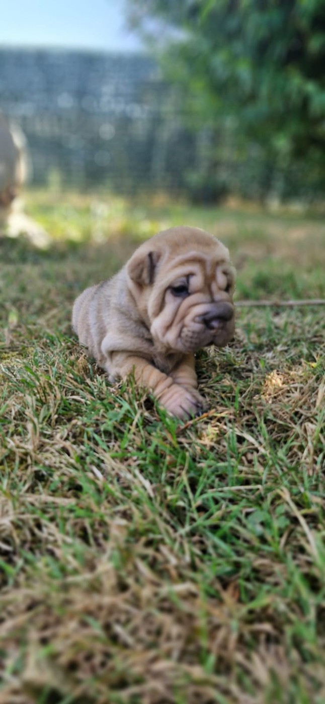 Séverine Robert - Chiots disponibles - Shar Pei