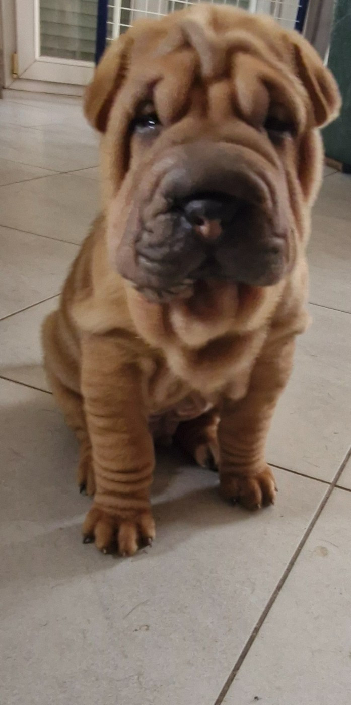 Séverine Robert - Shar Pei - Portée née le 28/06/2026