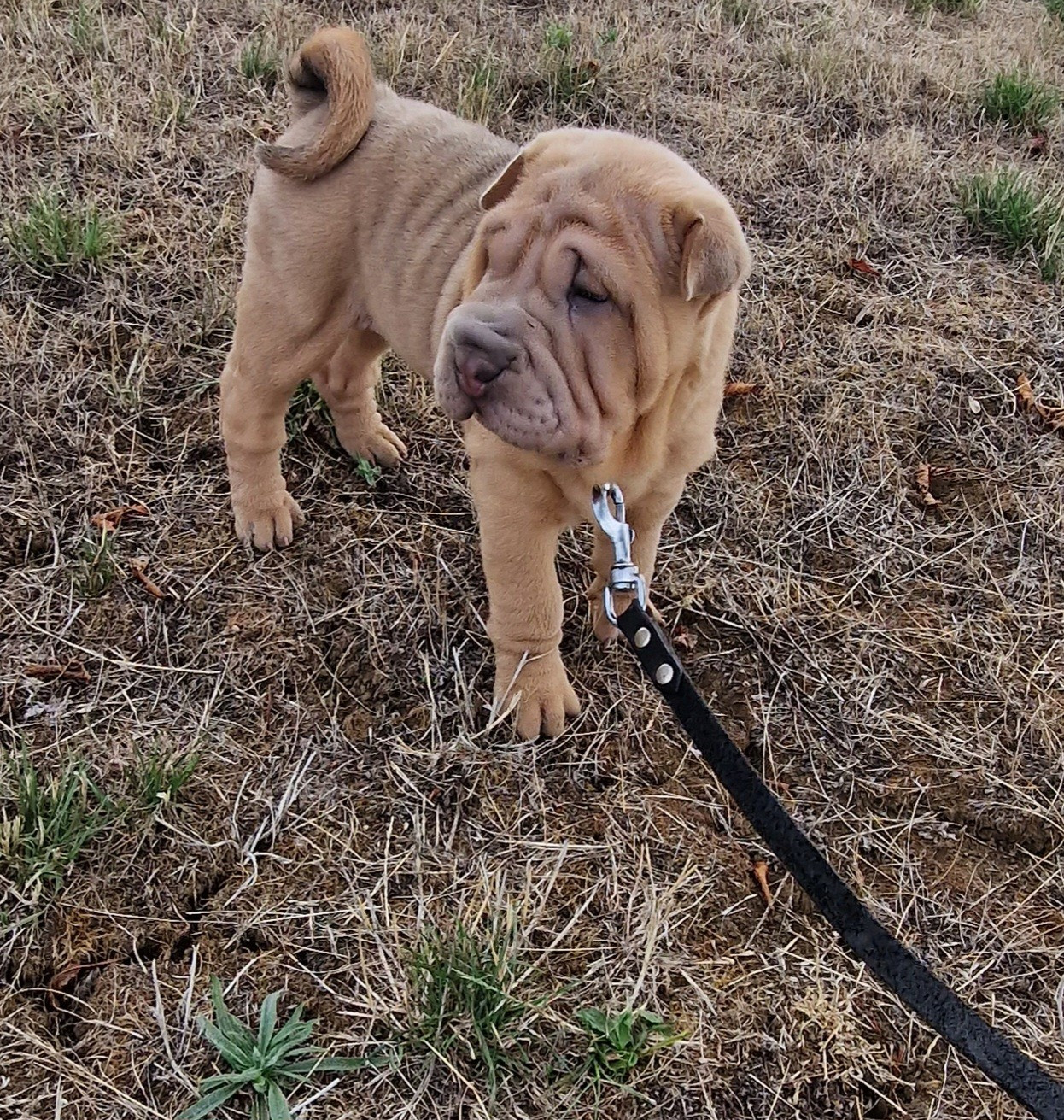 Séverine Robert - Chiots disponibles - Shar Pei