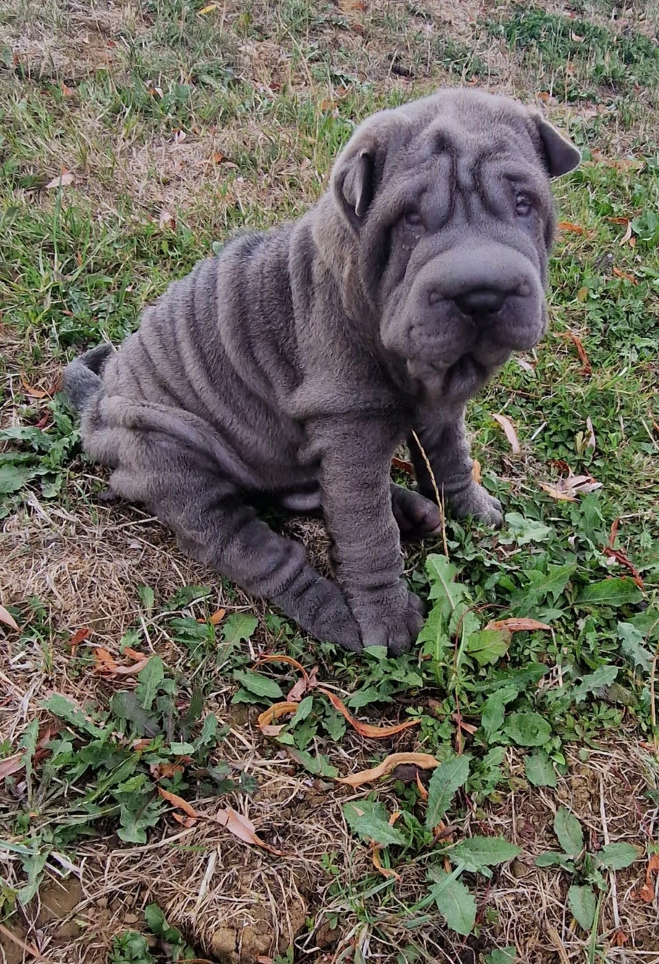 Séverine Robert - Chiots disponibles - Shar Pei