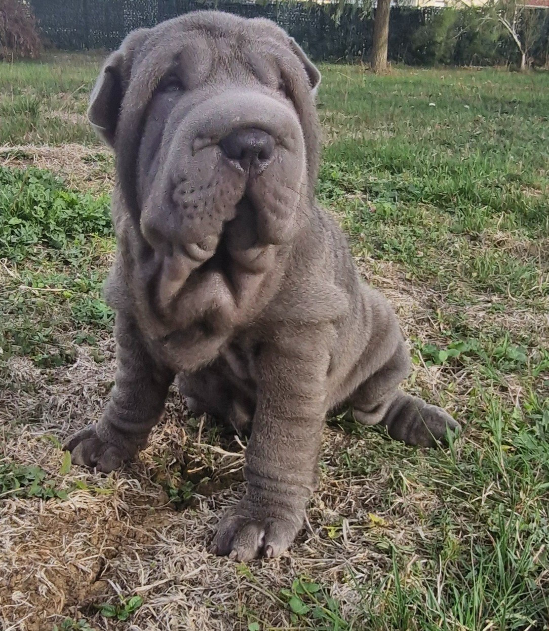 Séverine Robert - Chiots disponibles - Shar Pei