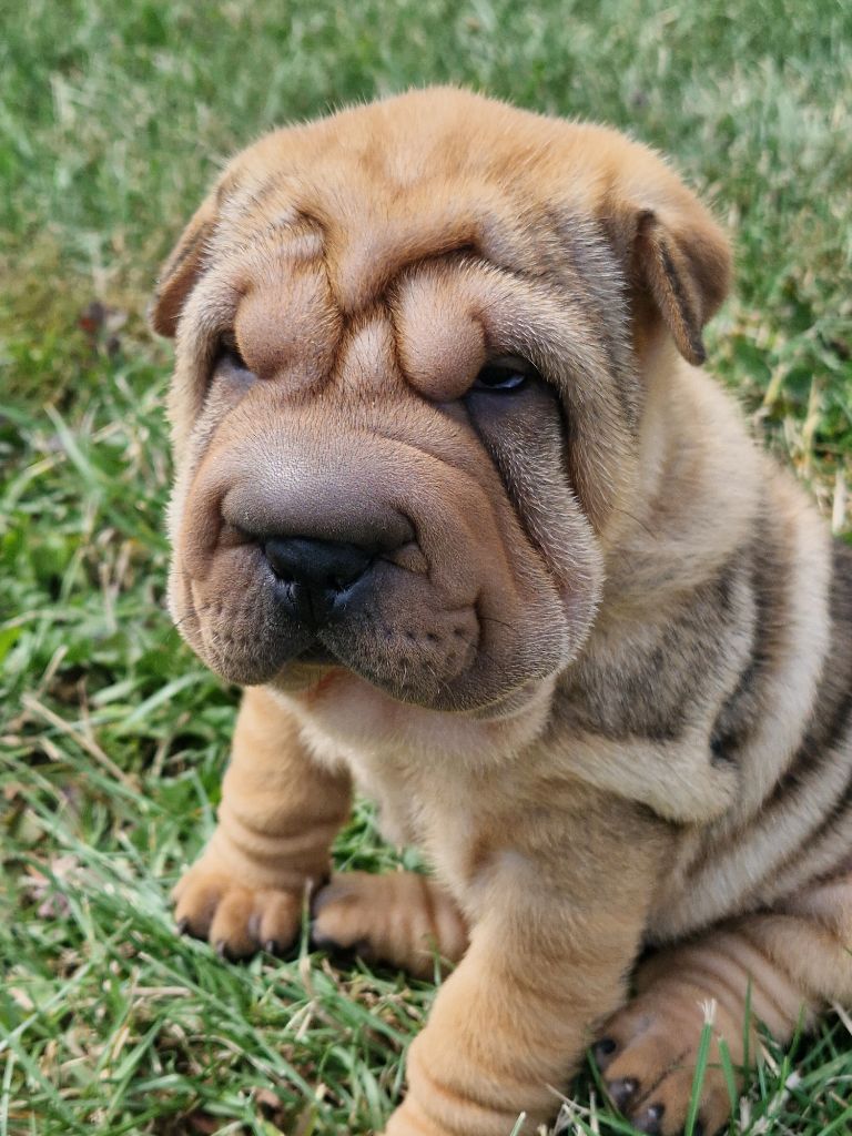 Séverine Robert - Chiots disponibles - Shar Pei