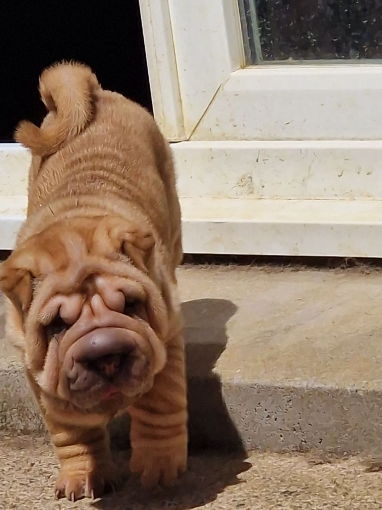 Séverine Robert - Chiots disponibles - Shar Pei