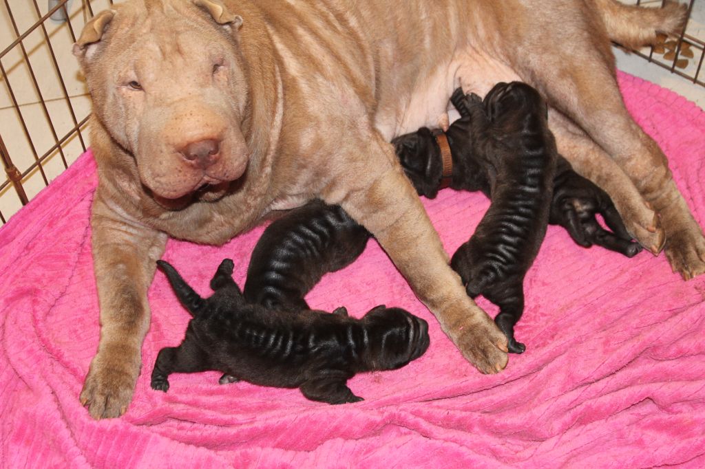 Séverine Robert - Shar Pei - Portée née le 27/05/2021