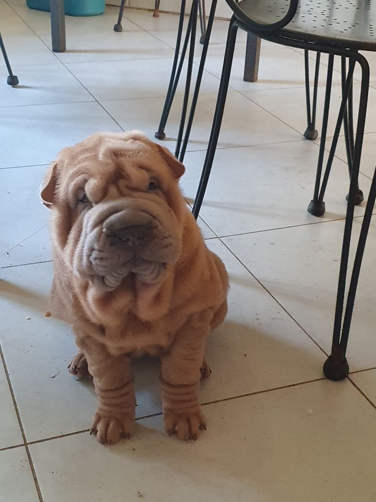 Séverine Robert - Shar Pei - Portée née le 09/10/2024