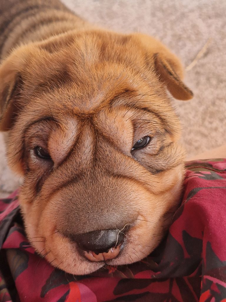 Séverine Robert - Chiots disponibles - Shar Pei