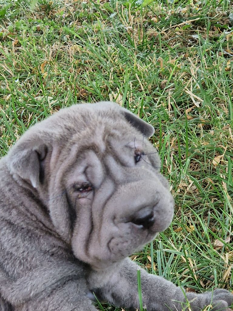 Séverine Robert - Chiots disponibles - Shar Pei