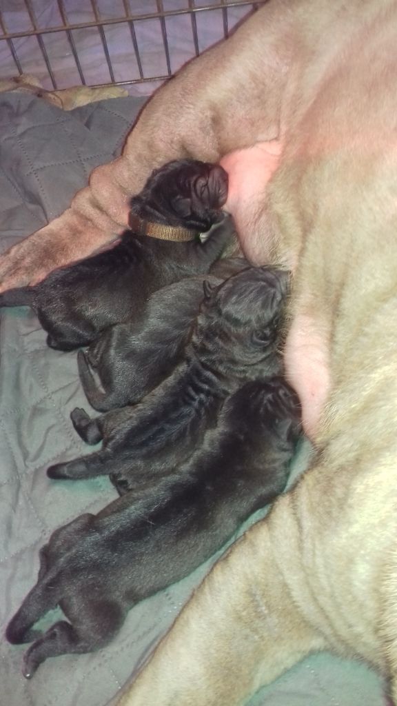 Séverine Robert - Shar Pei - Portée née le 07/05/2020
